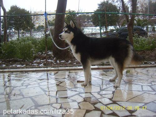 liza Dişi Sibirya Kurdu (Husky)