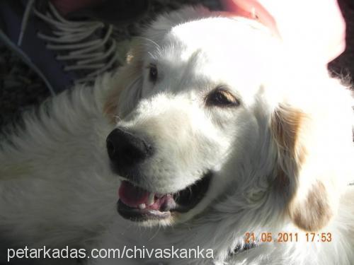 chivas Erkek Golden Retriever