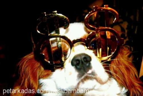 bambam Erkek Cavalier King Charles Spanieli