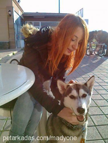 rita Dişi Sibirya Kurdu (Husky)