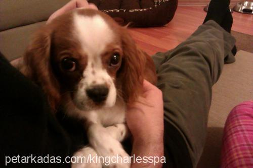 remzi Erkek Cavalier King Charles Spanieli