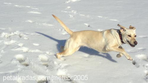 fıstık Dişi Labrador Retriever