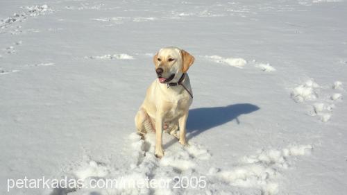 fıstık Dişi Labrador Retriever