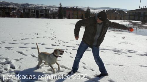 fıstık Dişi Labrador Retriever