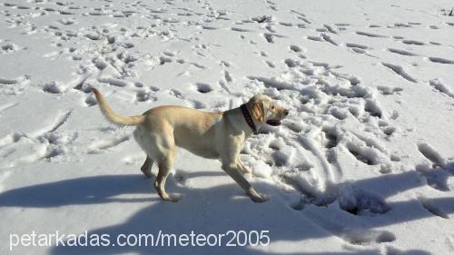 fıstık Dişi Labrador Retriever