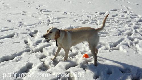 fıstık Dişi Labrador Retriever