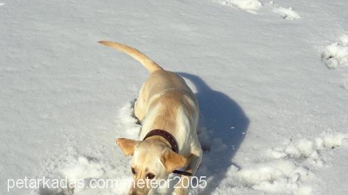 fıstık Dişi Labrador Retriever