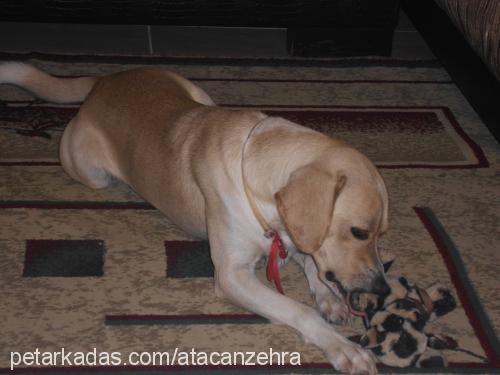 paşa Erkek Labrador Retriever