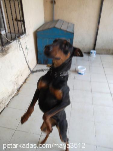 maya Dişi Doberman Pinscher