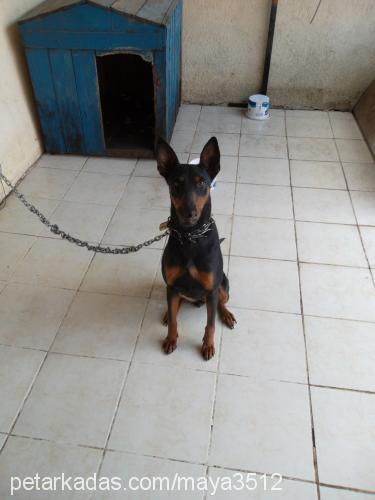 maya Dişi Doberman Pinscher