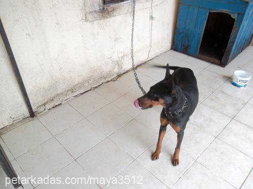 maya Dişi Doberman Pinscher