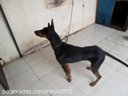 maya Dişi Doberman Pinscher