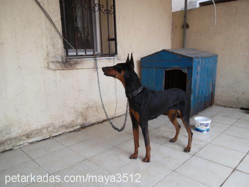 maya Dişi Doberman Pinscher