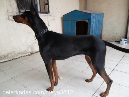 maya Dişi Doberman Pinscher