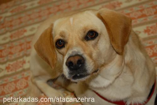 paşa Erkek Labrador Retriever