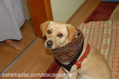 paşa Erkek Labrador Retriever