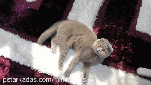 minik Dişi Scottish Fold