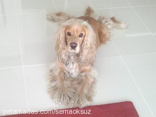 duman Erkek Amerikan Cocker Spaniel