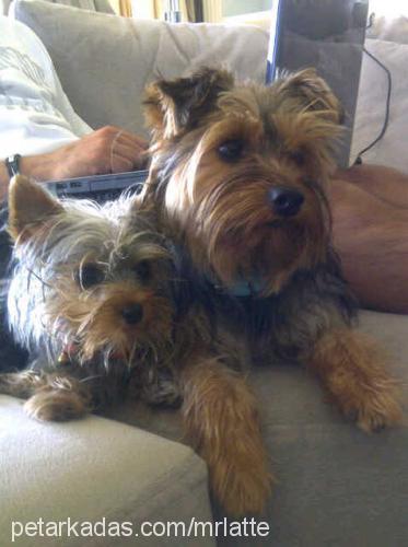 fincan Erkek Yorkshire Terrier