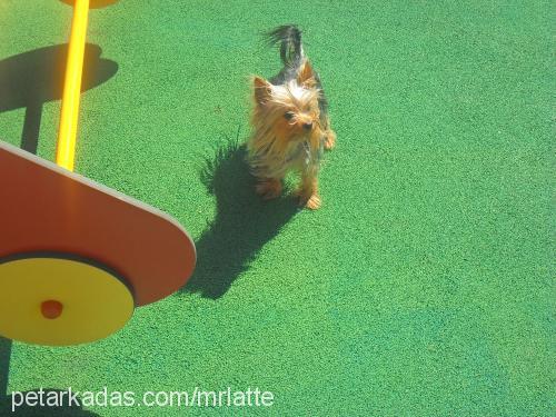 fincan Erkek Yorkshire Terrier