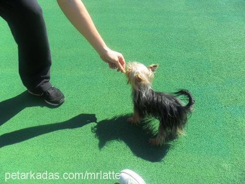 fincan Erkek Yorkshire Terrier