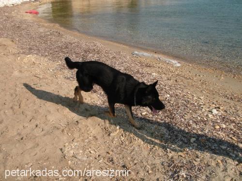 ares Erkek Belçika Groenendael