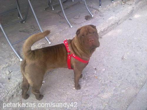 fındık Dişi Çin Shar-Pei