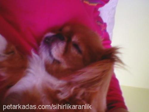 barbie Dişi Pekingese