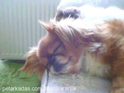 barbie Dişi Pekingese