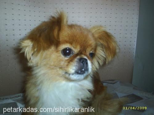 barbie Dişi Pekingese