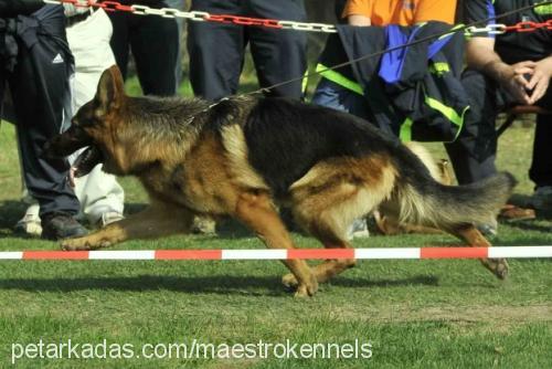 godalis-tino Erkek Alman Çoban Köpeği