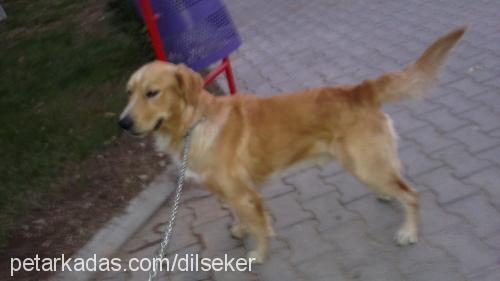 lucky Erkek Golden Retriever