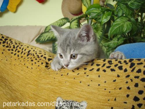 duman Erkek British Shorthair