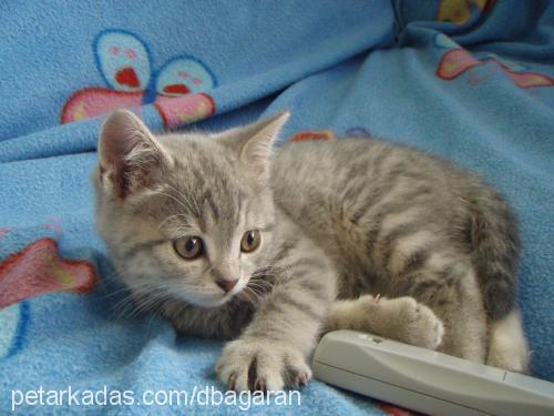 duman Erkek British Shorthair