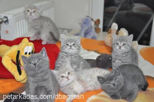 duman Erkek British Shorthair