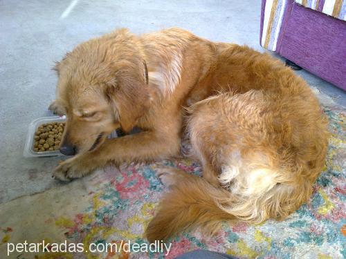 şanslı Dişi Golden Retriever