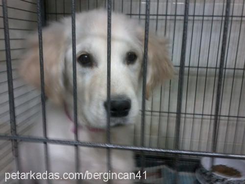 gofret Dişi Golden Retriever