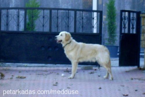 paşa Erkek Golden Retriever