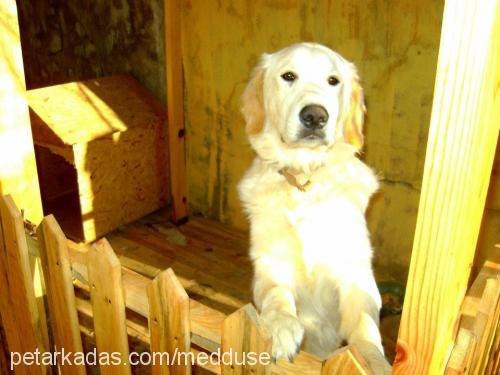 paşa Erkek Golden Retriever