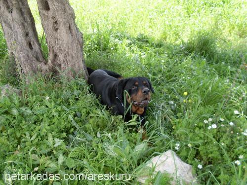 ares Erkek Rottweiler