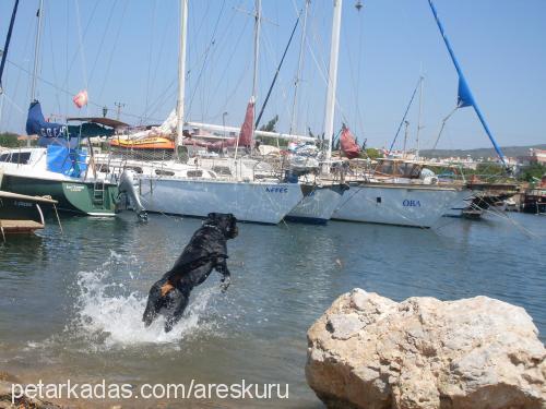 ares Erkek Rottweiler