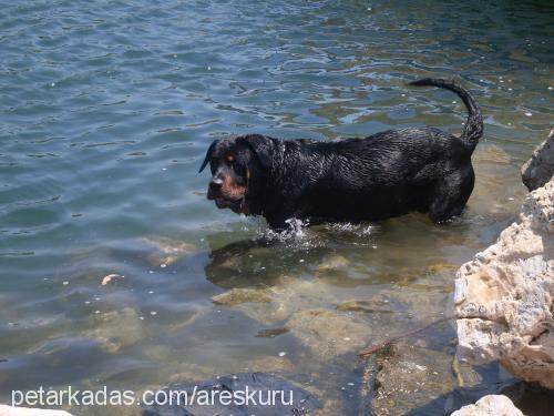 ares Erkek Rottweiler