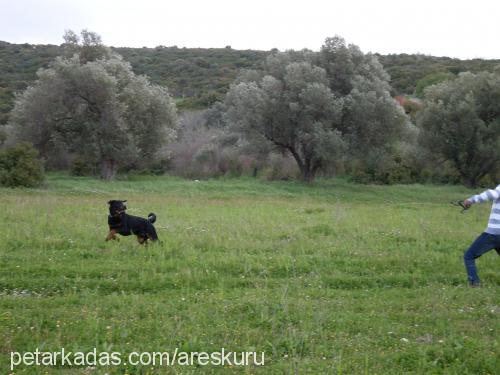 ares Erkek Rottweiler