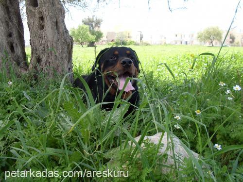 ares Erkek Rottweiler