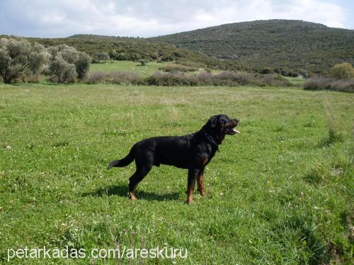 ares Erkek Rottweiler