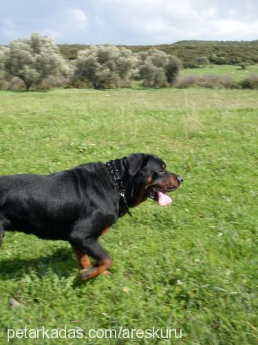 ares Erkek Rottweiler