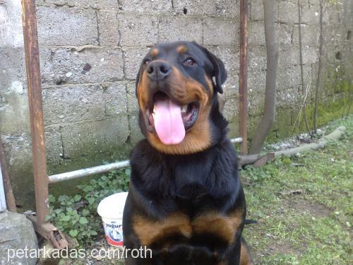 dark Erkek Rottweiler