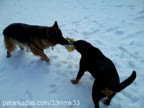 maxlemaximux Dişi Rottweiler