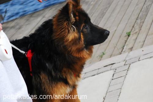 taz Erkek Alman Çoban Köpeği