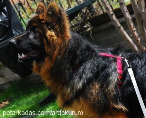 taz Erkek Alman Çoban Köpeği